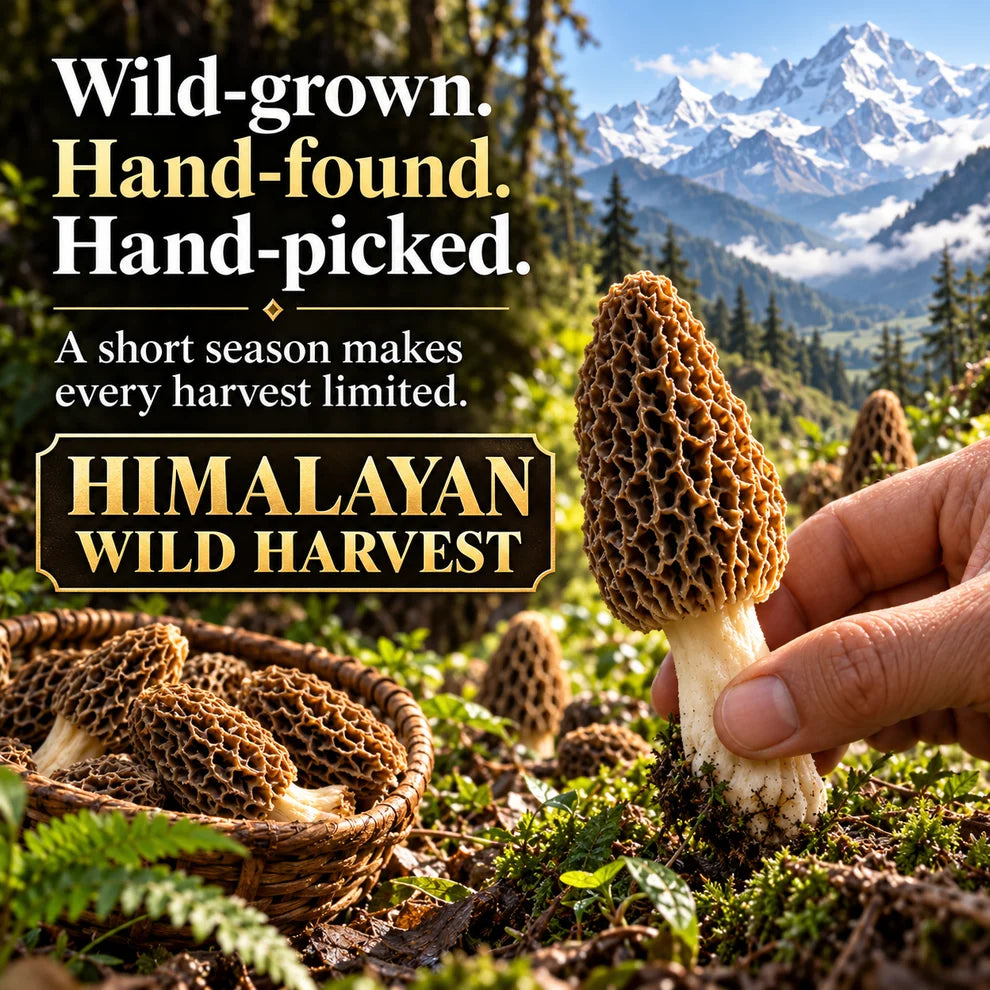 Himalayan Wild Morel Mushrooms — Hand-Picked, Rich & Aromatic-SE