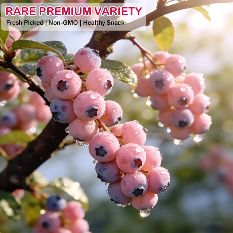 💟Premium Pink Blueberry Seeds-923