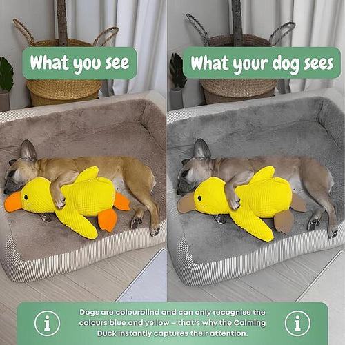 Peluche calmante per cani con suono di starnazzamento – riduce l’ansia da separazione | CALMQUA